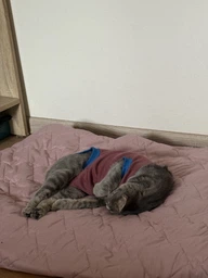 Попона комбинезон после стерилизации операции для кошек и котов Style Pets M фото от покупателей 10
