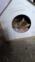 Домик для собак и кошек Lucky Pet ЭКО Домик "Уикенд" 45x45x45 см Белый (4820224213231) фото от покупателей 14