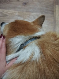 Ошейник против блох и клещей Seresto Large Dog (больших собак) — защита на 8 месяцев фото от покупателей 1