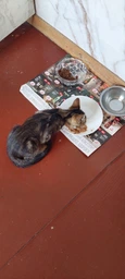 Влажный корм Royal Canin BABYCAT INSTINCTIVE Cans для кошек в период лактации и новорожденных котят (Паштет) 195 г (9003579311660) фото от покупателей 2