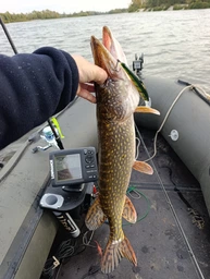 Воблер Yo-Zuri Crystal Minnow Deep Diver Walleye (F) 130 мм CR (R1301-CR)