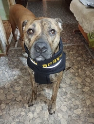 Пуховик Noble Pet Bobby Black B4129/6XL (B4129/6XL)