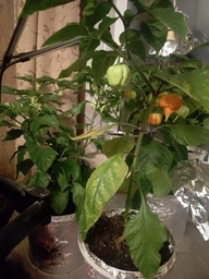 Семена перца Каролина Рипер (Carolina Reaper) красный (red) фото от покупателей 6