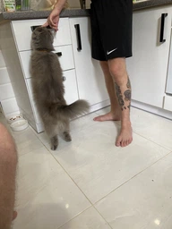 Exclusion Sterilized Beef корм для стерилизованных кошек с говядиной, 1.5 кг фото от покупателей 1