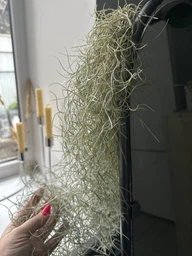 Тиландсия атмосферная уснеподобная (Tillandsia usneoides), Луизианский мох фото от покупателей 15