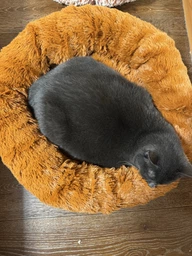 Лежанка для кошек и собак AdeleCat жовта, 60 х 60 х 19 см фото від покупців 1