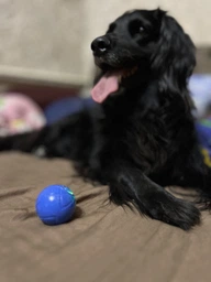 Інтерактивний стрибучий мʼяч Smart Bouncing Ball для собак і котів. фото від покупців 1