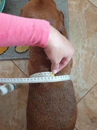 Толстовка для собак Adidog 2XL Синий фото от покупателей 13
