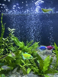 Кисневий USB - компресор для акваріума Aquarium оксигенатор - насос для рибництва, 90 см, чорний (100357938) фото від покупців 1