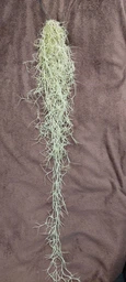 Тиландсия атмосферная уснеподобная (Tillandsia usneoides), Луизианский мох фото от покупателей 14