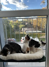 Лежанка для кота на окно подвесная гамак для кошки на присосках (ОL-152925) фото от покупателей 17