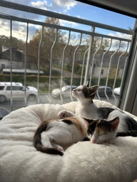 Лежанка для кота на окно подвесная гамак для кошки на присосках (ОL-152925) фото от покупателей 15