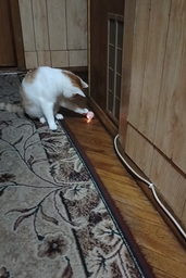 Умный мячик PetGravity для кота или мини-собаки, сам катится (голубой) фото от покупателей 7