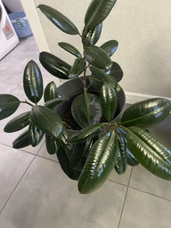 Поліроль для рослин Perfect Plant 750 мл фото від покупців 4