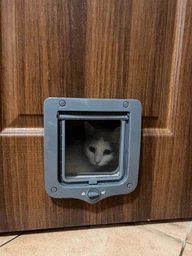 Двері для котів Trixie двосторонні 20 х 22 cм Сірі (4011905442020) фото від покупців 4