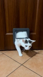 Двері для котів Trixie двосторонні 20 х 22 cм Сірі (4011905442020) фото від покупців 1