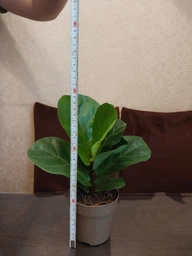 Фикус Лирата Бамбино 12*40см