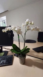 Фітолампа світлодіодна LED Plant Grow Light на 4 лампи для росту рослин на прищіпці фітосвітильник для кімнатних квітів, розсади