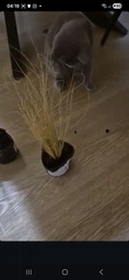 Ковыль Пушистый (Stipa) (63943)