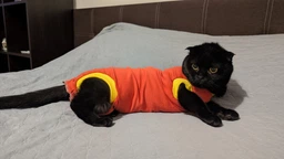 Попона комбинезон после стерилизации операции для кошек и котов Style Pets M фото от покупателей 7