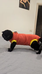 Попона комбинезон после стерилизации операции для кошек и котов Style Pets M фото от покупателей 6