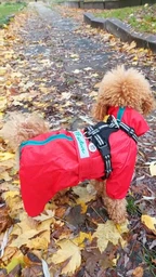 Комбінезон для собак Pet Fashion «RAIN» 6-XL (червоний) фото від покупців 3