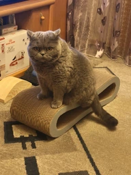 Кігтеточка для кішок картонна CLAW-A2сс 65x14x25+Подарунок іграшка для кота миша фото від покупців 1