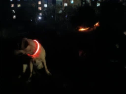 Нашийник для собак з підсвіткою LED водостійкий, з зарядкою USB універсальний Синій