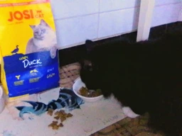 Сухой корм Josera JosiCat Crispy Duck Изысканный корм для кошек с аппетитным мясом утки 10 кг фото от покупателей 1