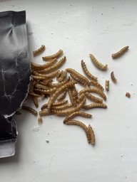 Борошняний хрущак сухий натуральний Буся Mealworm. Пакет 20г фото від покупців 2