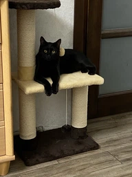 Когтеточка для кота дряпка Мур-Мяу Аккорд 44х30х87 см для кошек в сизалевой веревке Серо-синий фото от покупателей 12