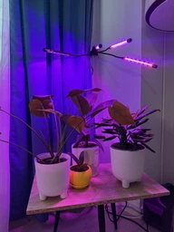 Фітолампа фіто лампа для рослин розсади орхідеї гнучка світлодіодна led фітосвітильник з регулюванням яскравості світла та кольору на прищіпці розумна з таймером