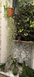 Тиландсия атмосферная уснеподобная (Tillandsia usneoides), Луизианский мох фото от покупателей 12