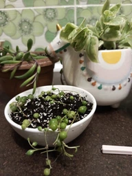 Суккулент Крестовник Жемчужная нить (Senecio rowleyanus), контейнер 7*7*8 см (s043s)