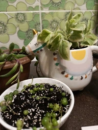 Суккулент Аптения кордифолия вариегата (Aptenia cordifolia variegata), контейнер 7*7*8 см (s005s)