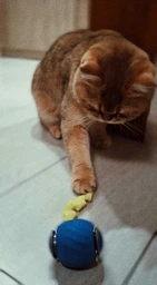 Игрушка мячик для кота интерактивные игрушки для кошек котов котенка умный мяч Lavka 2 режима оранжевый 2703254201 фото от покупателей 3
