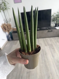 Растение Сансевьера цилиндрическая Sansevieria cylindrica фото от покупателей 8