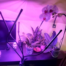 Фітолампа на 4 лампи світлодіодна LED для росту рослин на прищіпці фітосвітильник для кімнатних квітів, розсади, орхідей фіто лампа