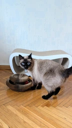 Гофрированая когтеточка лежанка для кота, картонная игрушка круглая, с мячиком, 24х10 см 1006254201