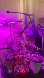 Фитолампа светодиодная LED Plant Grow Light на 4 лампы для роста растений на прищепке фитосветильник для комнатных цветов, рассады фото от покупателей 19