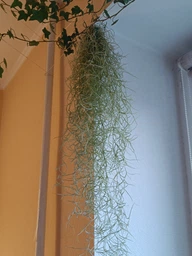 Тиландсия атмосферная уснеподобная (Tillandsia usneoides), Луизианский мох фото от покупателей 11