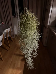 Тиландсия атмосферная уснеподобная (Tillandsia usneoides), Луизианский мох фото от покупателей 8