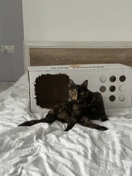 Когтеточка-лежанка для кошек Say Meow Cloud гофрокартон, 61х21х24 см (8040190102001) фото от покупателей 10