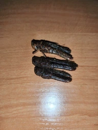 Коники - смажені та гострі пряні снеки комах 30g | Latiao Insects фото від покупців 2