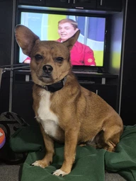 Анти лай виброзвуковой обучающий ошейник для собак Noxon Anti Bark Collar с вибрацией и автоматическое распознавание лая и водонепроницаемость IPX6 фото от покупателей 1