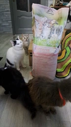 Carpathian Pet Food Kittens Для кошенят усіх порід у віці від 1 місяця до 1 року 12 кг фото от покупателей 1