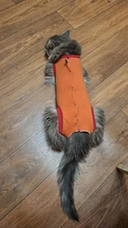 Попона комбинезон после стерилизации операции для кошек и котов Style Pets M фото от покупателей 4