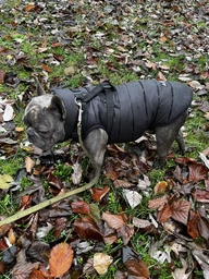 Курточка для собак Airy Vest ONE размер L 55 Салатовая (20745Collar) фото от покупателей 10