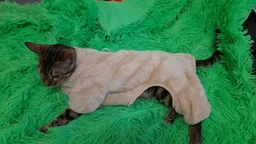 Костюм для котов (кошек) флисовый Rich M Бежевый