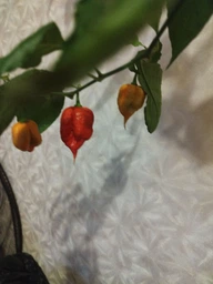Семена перца Каролина Рипер (Carolina Reaper) красный (red) фото от покупателей 5